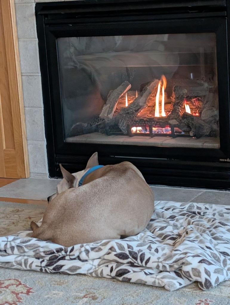 Aprilia, a Adoptable Pit Bull Terrier in Minneapolis, MN image 1/6