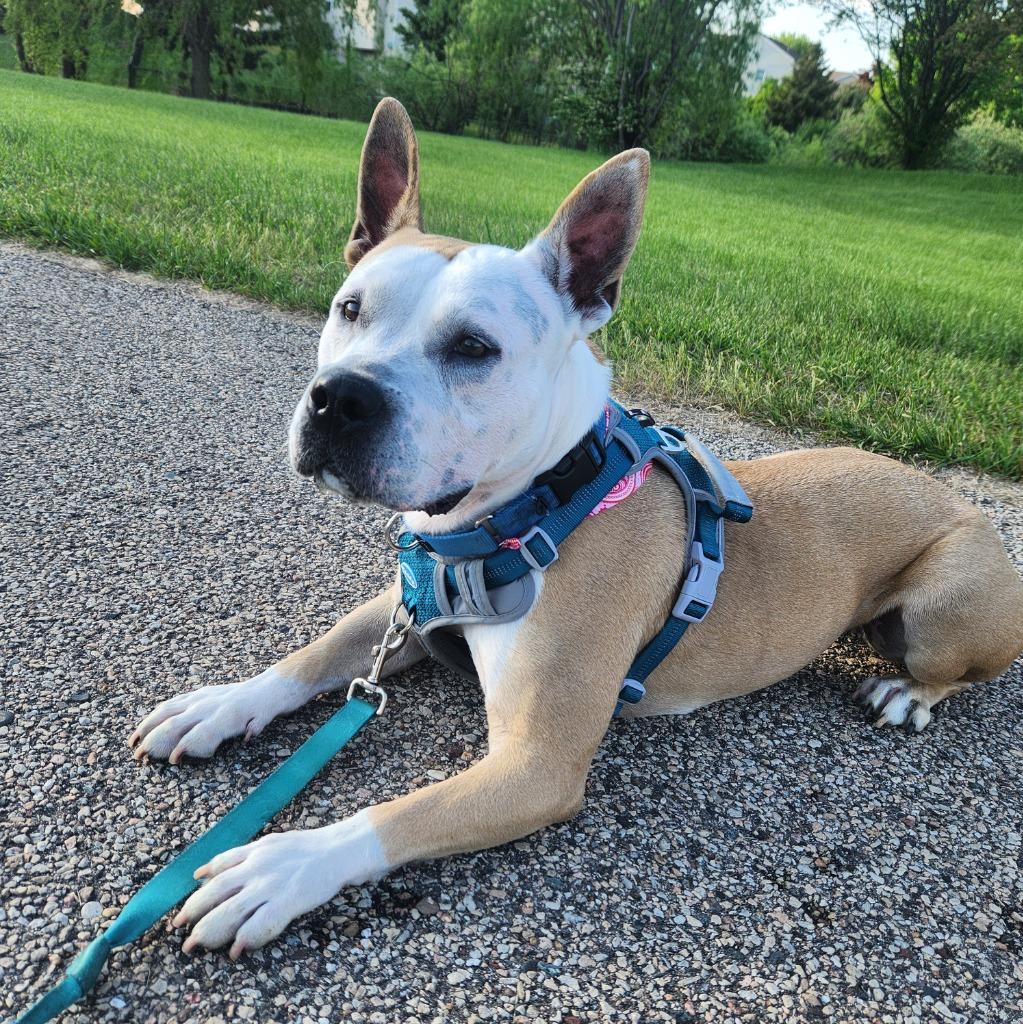 Enlarge Aprilia, a Adoptable Pit Bull Terrier in Minneapolis, MN image 1/6