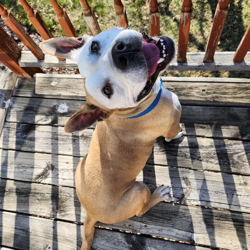 Aprilia, a Adoptable Pit Bull Terrier in Minneapolis, MN image 3/6