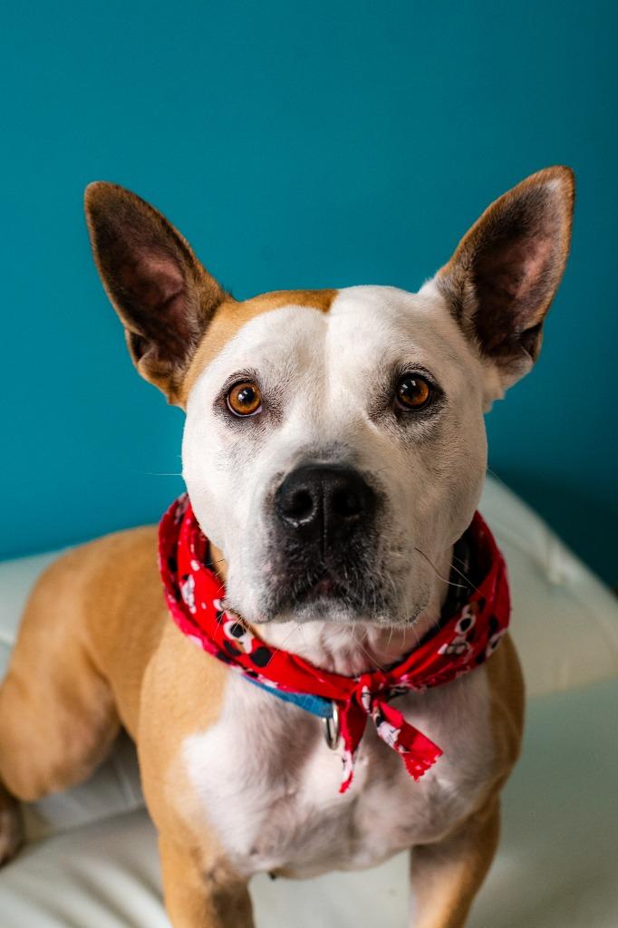 Aprilia, a Adoptable Pit Bull Terrier in Minneapolis, MN image 3/4