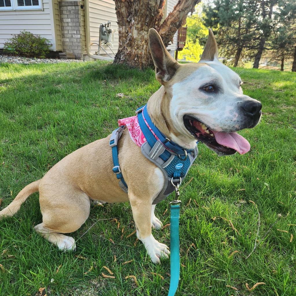 Aprilia, a Adoptable Pit Bull Terrier in Minneapolis, MN image 3/6