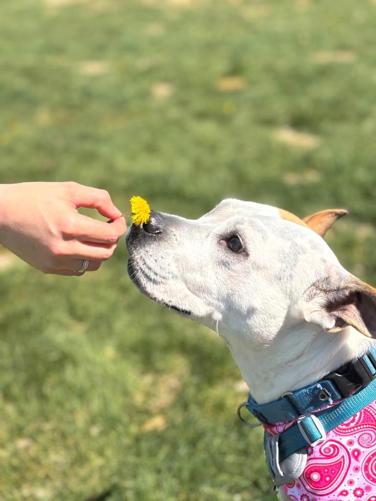 Aprilia, a Adoptable Pit Bull Terrier in Minneapolis, MN image 6/6
