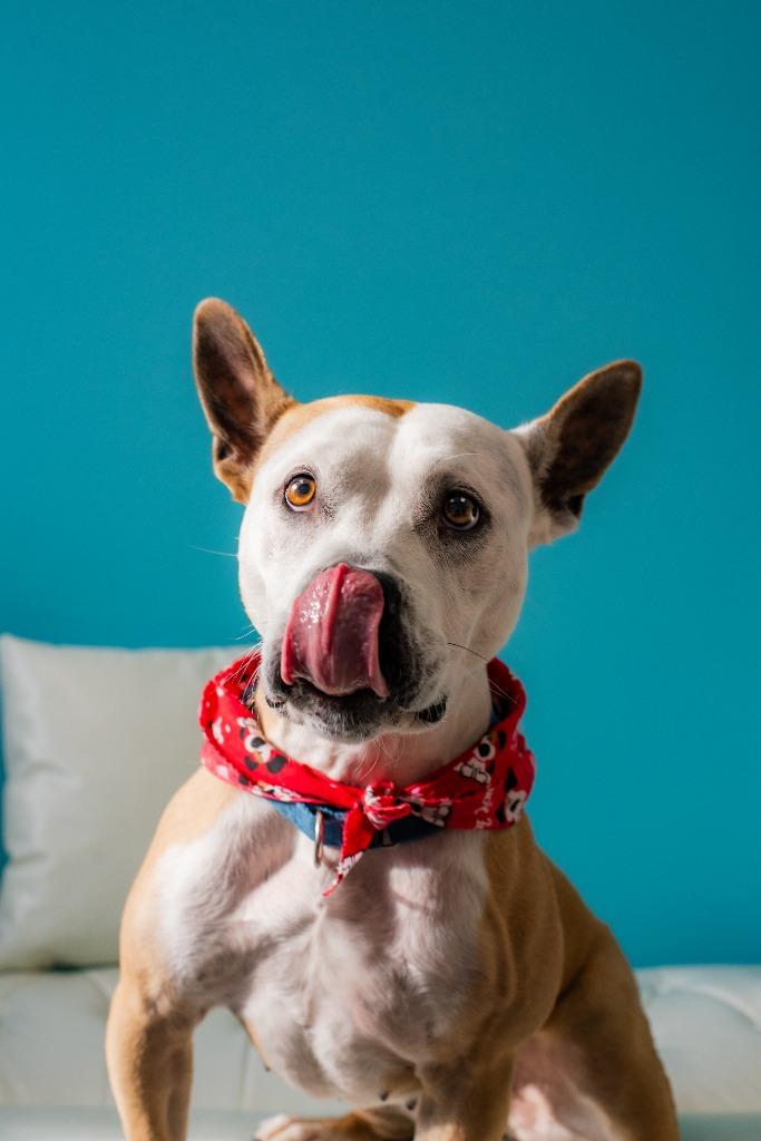 Aprilia, a Adoptable Pit Bull Terrier in Minneapolis, MN image 4/4