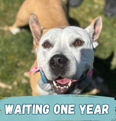 Enlarge Aprilia, a Adoptable Pit Bull Terrier in Minneapolis, MN image 6/6