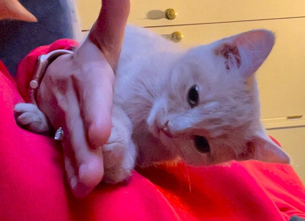 Agatha, Adopted, Kitten Female Domestic Short Hair.