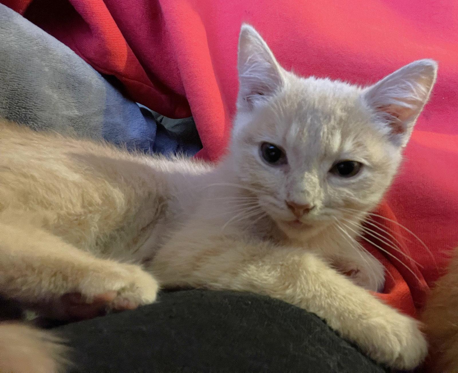 Enlarge Agatha, a Adopted Domestic Short Hair in Shawnee, KS image 2/3