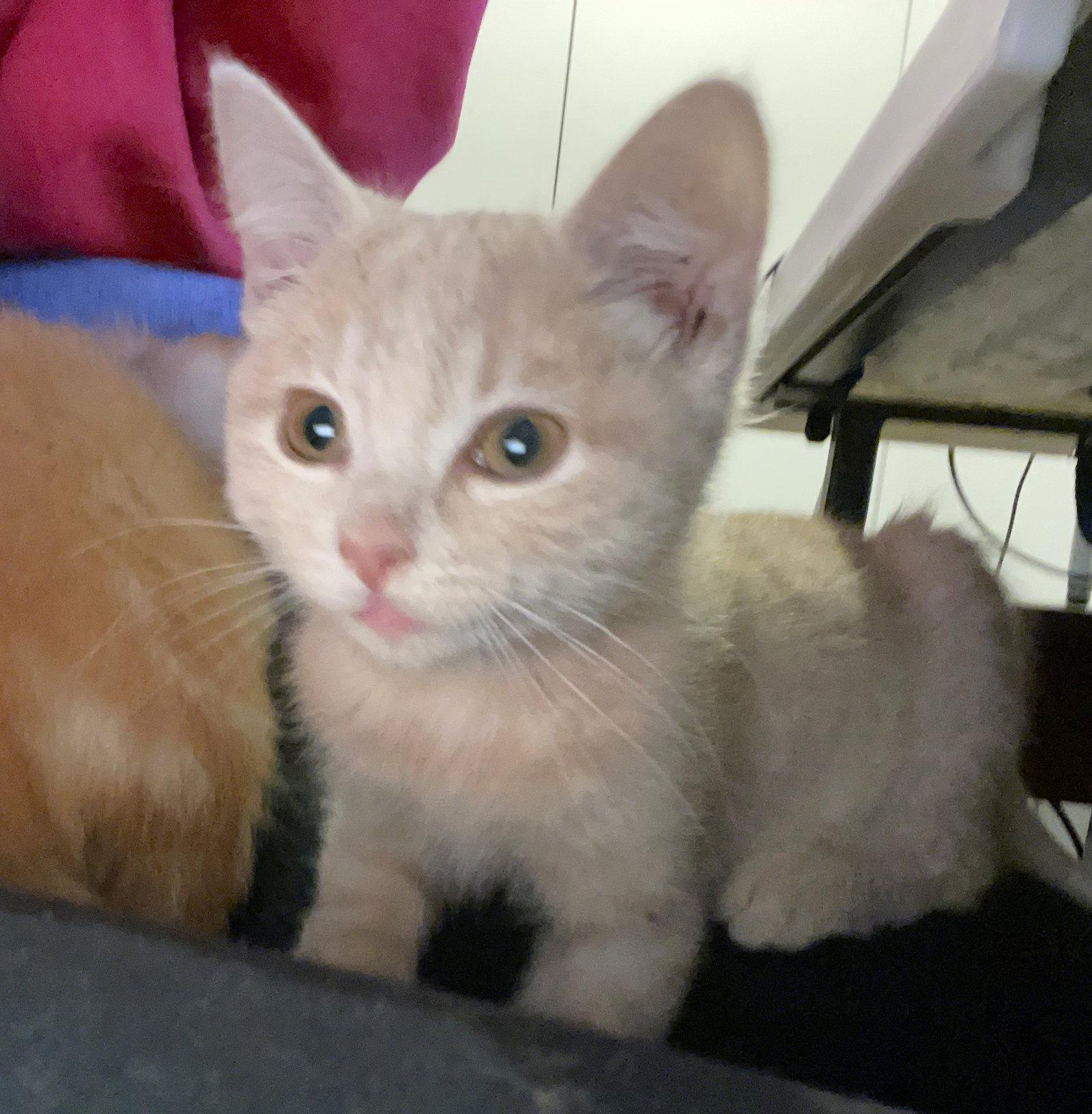 Enlarge Agatha, a Adopted Domestic Short Hair in Shawnee, KS image 3/3