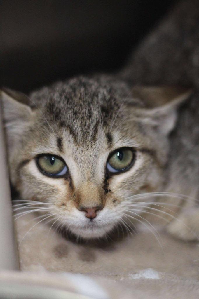 Elvira, Adoptable, Young Female Domestic Short Hair.