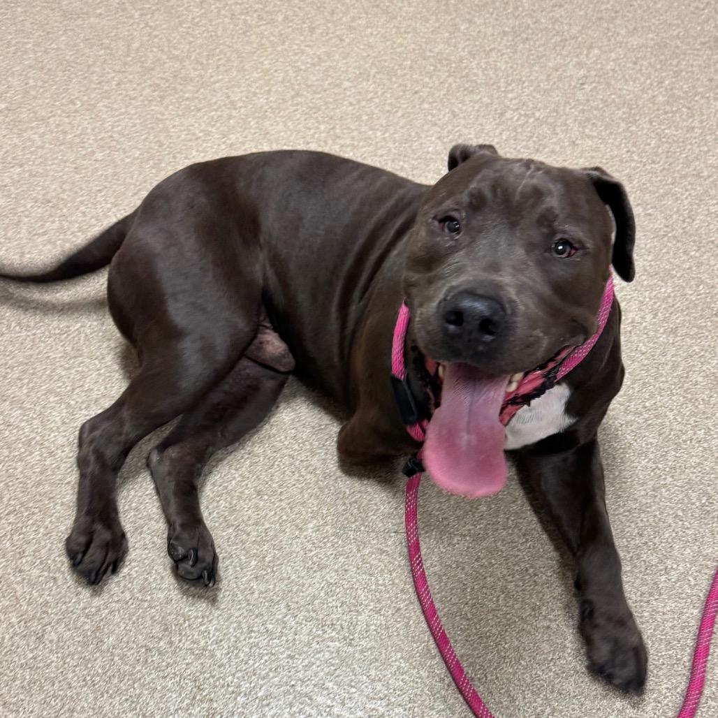 Crypto: I'm a tri-pod!, a Adoptable Pit Bull Terrier in Bristol, IN image 1/3