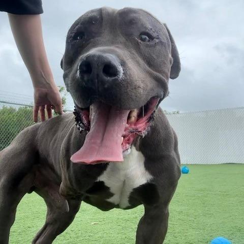 Crypto: I'm a tri-pod!, a Adoptable Pit Bull Terrier in Bristol, IN image 2/3