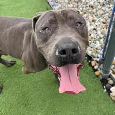 Crypto: I'm a tri-pod!, a Adoptable Pit Bull Terrier in Bristol, IN image 3/3