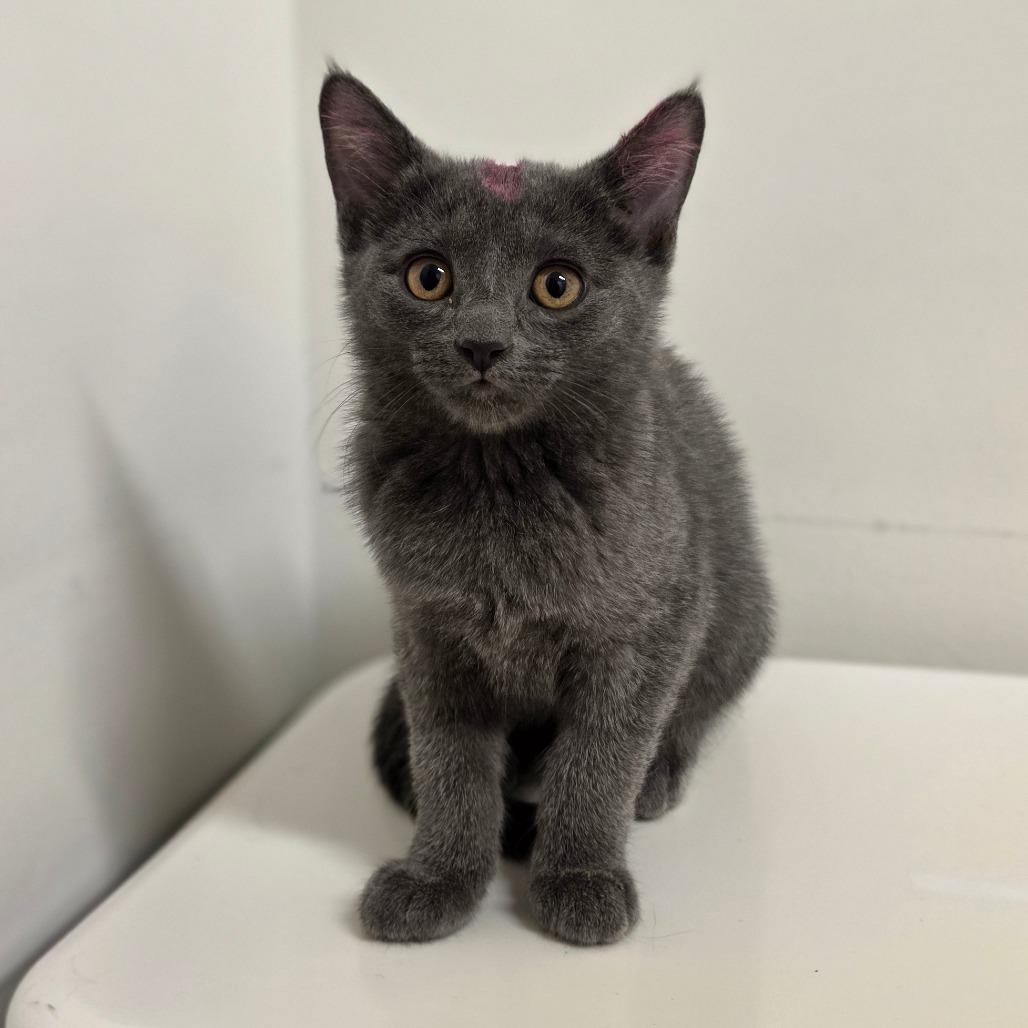 Enlarge Kismet, a Adoptable Domestic Short Hair in Phoenix, AZ image 1/2