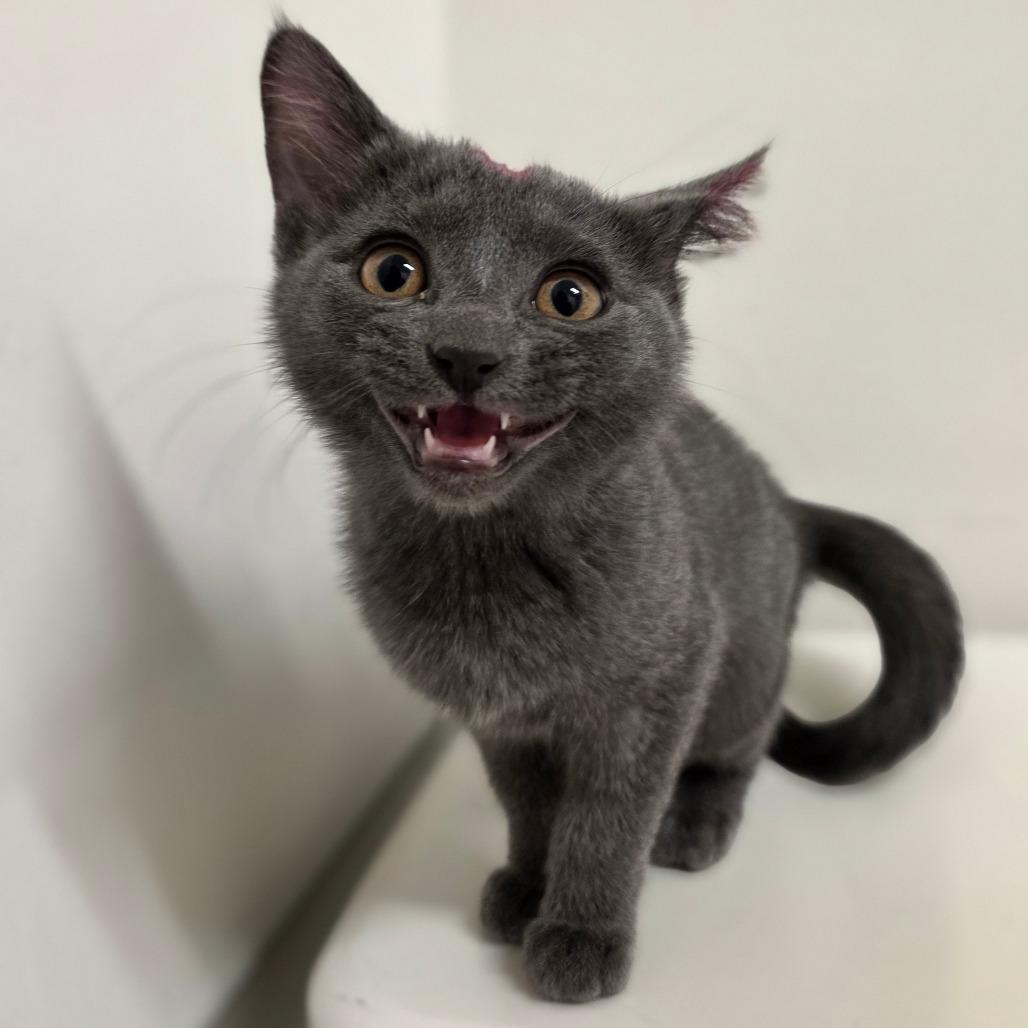 Enlarge Kismet, a Adoptable Domestic Short Hair in Phoenix, AZ image 2/2
