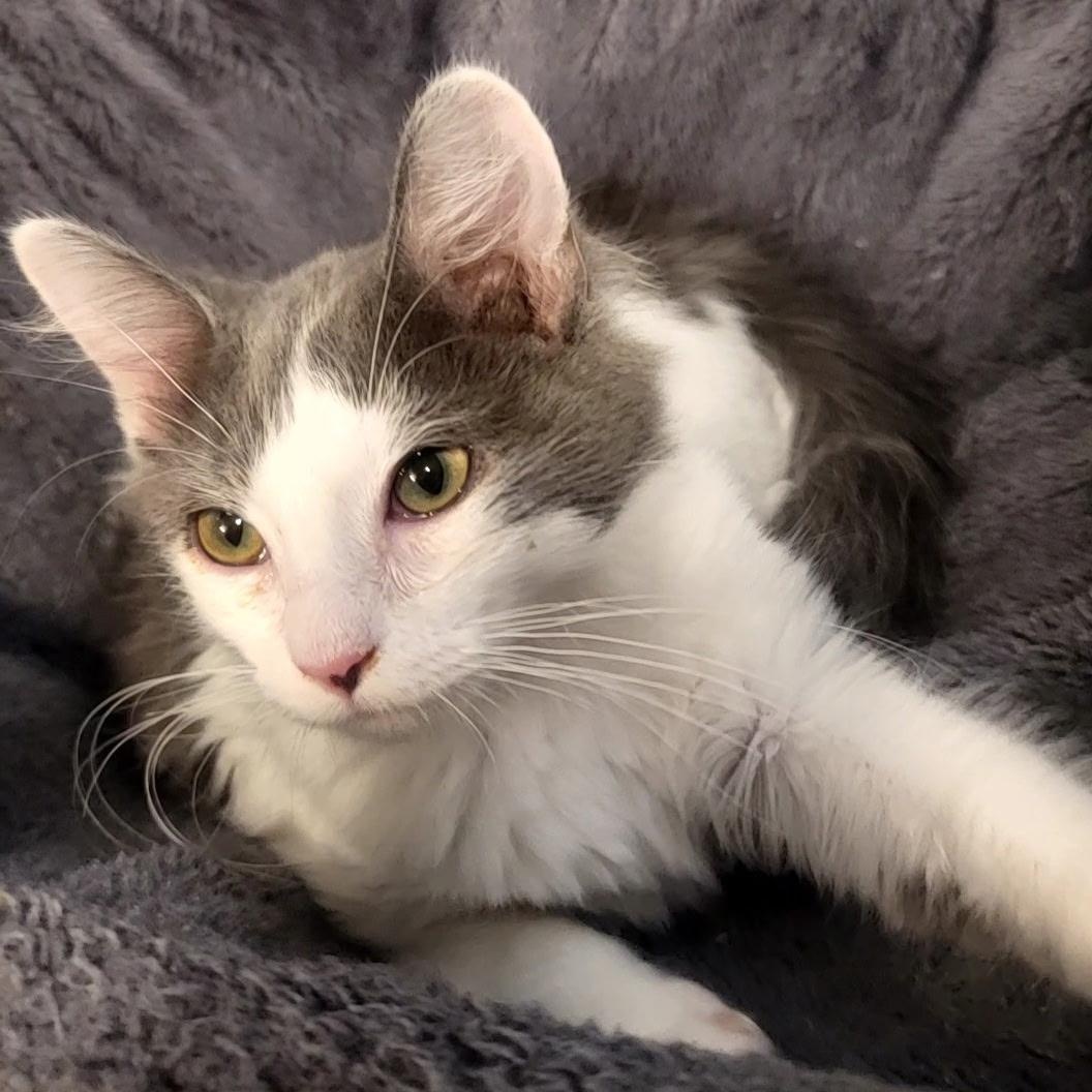 Lyra, Adoptable, Kitten Female Domestic Long Hair.