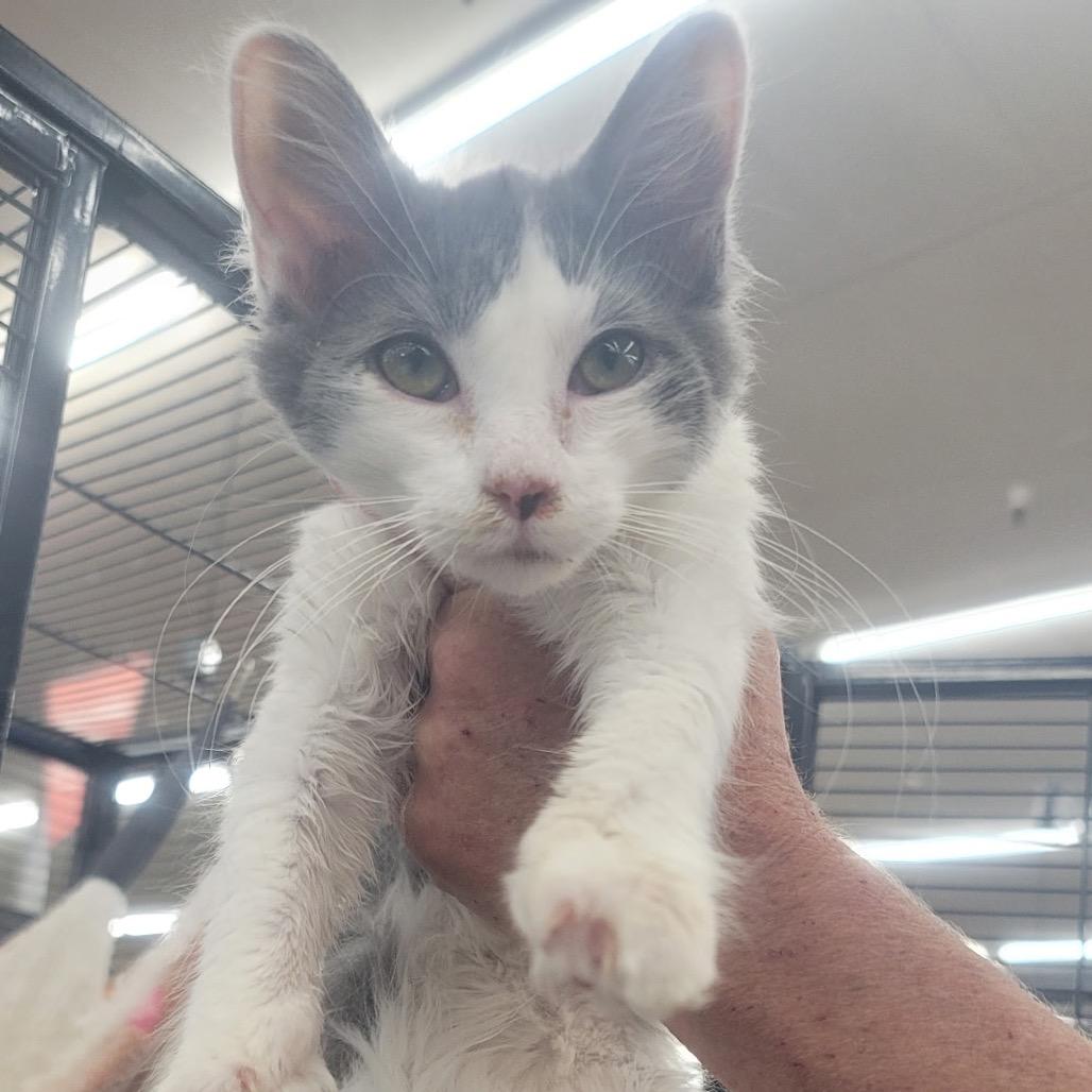 Lyra, a Adoptable Domestic Long Hair in Richmond, MO image 2/2