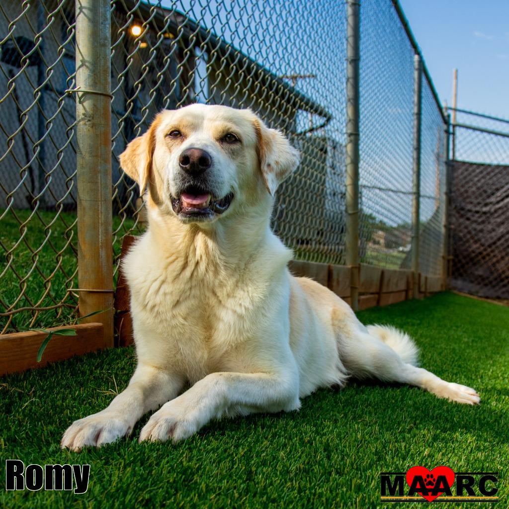 Romy, Adoptable, Adult Female Labrador Retriever & Great Pyrenees.