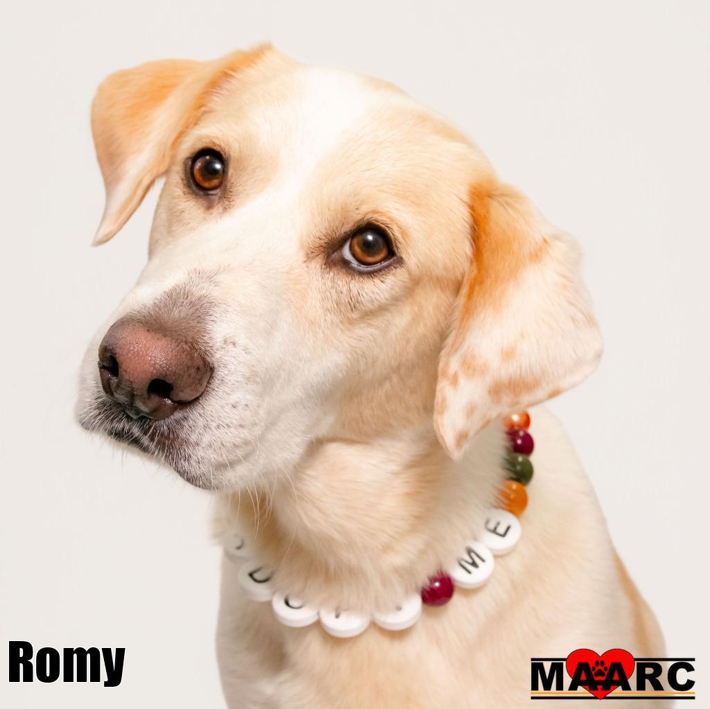 Enlarge Romy, a Adoptable mixed breed in Maryville, TN image 2/4