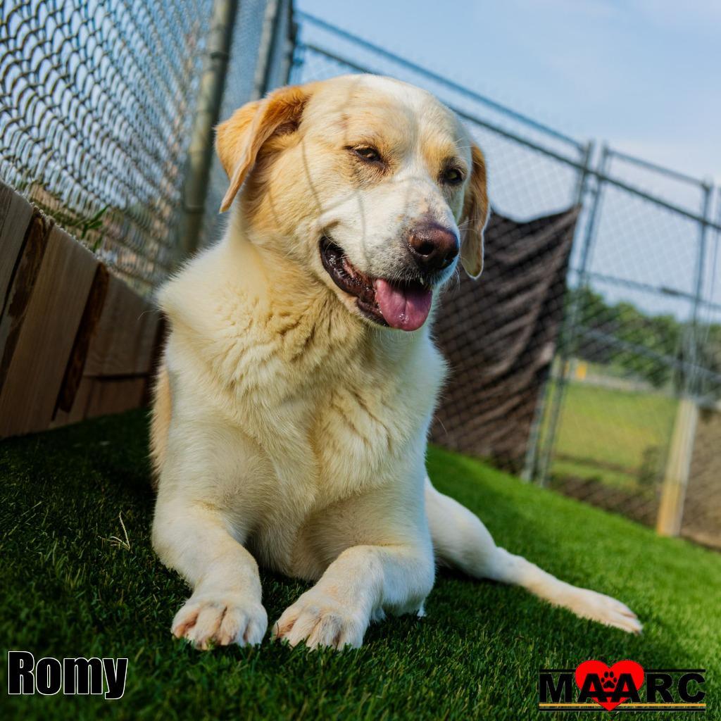 Enlarge Romy, a Adoptable mixed breed in Maryville, TN image 3/4