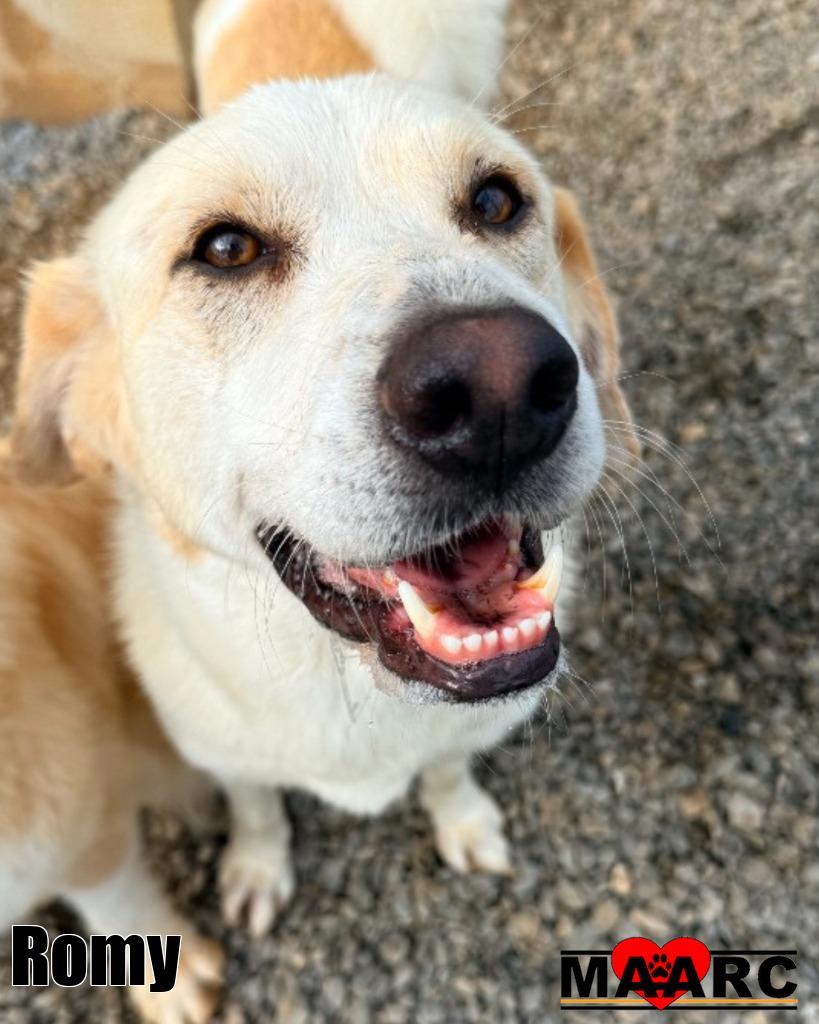 Enlarge Romy, a Adoptable mixed breed in Maryville, TN image 4/4
