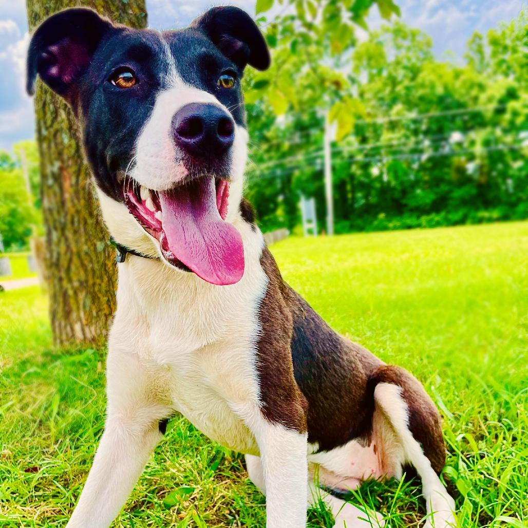 Oakley, Adoptable, Young Female Terrier.