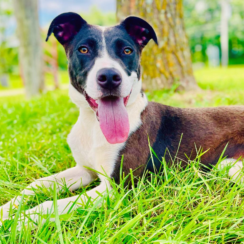 Oakley, a Adoptable Terrier in Lebanon, MO image 2/4