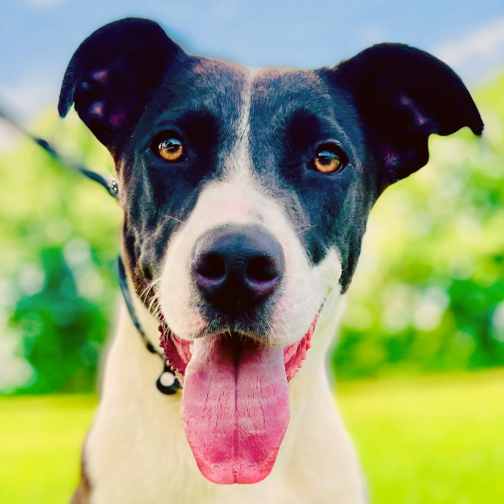 Oakley, a Adoptable Terrier in Lebanon, MO image 3/4