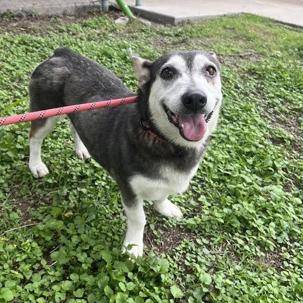 Beya, Adoptable, Adult Female Cardigan Welsh Corgi.