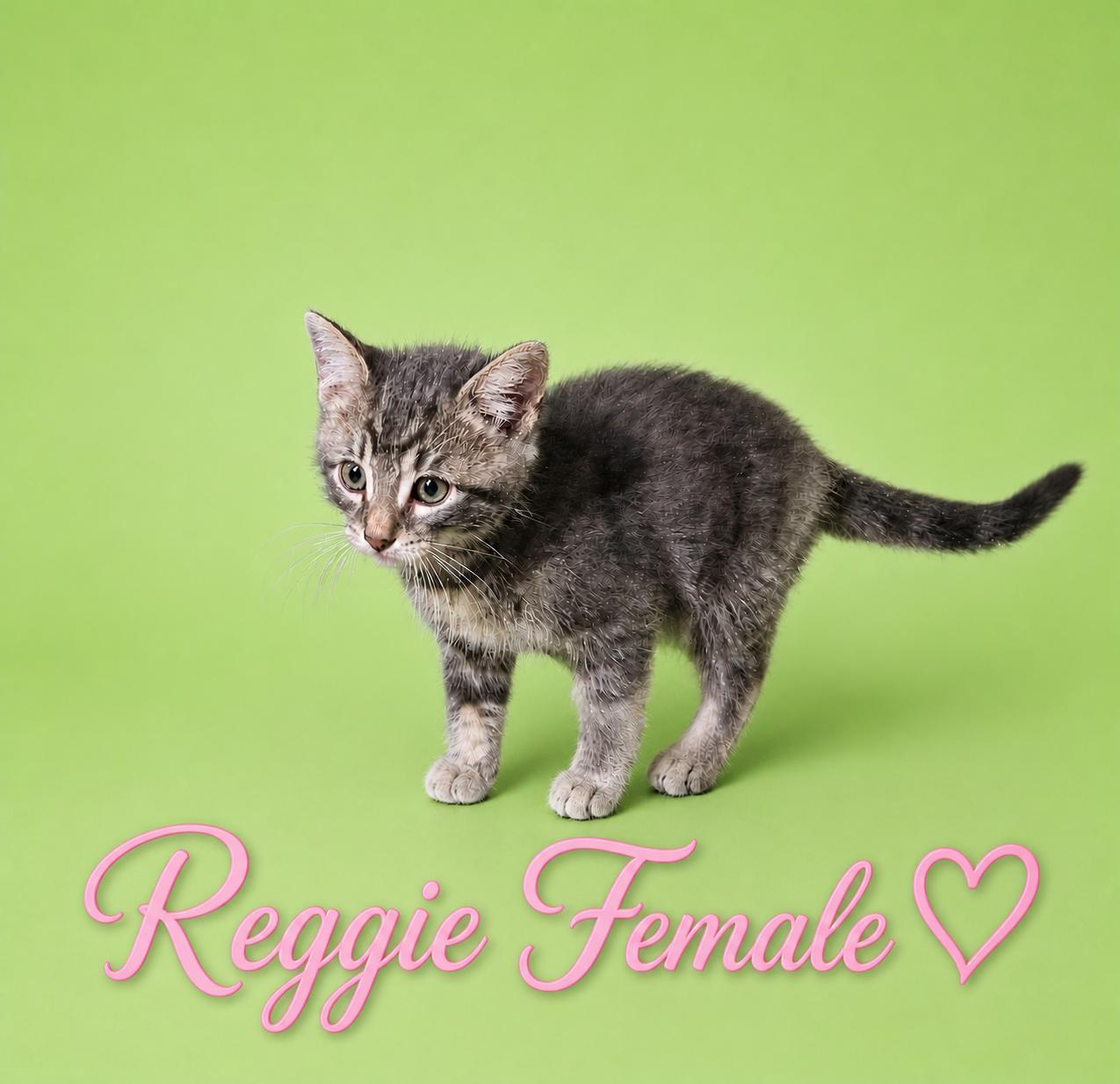 Enlarge Reggie and Twister (LOCATED PETSMART NORTHWEST RENO MAE ANNE), a ADOPTABLE mixed breed in Reno, NV image 2/2