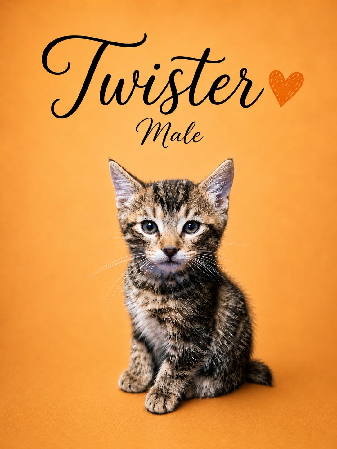 Enlarge Reggie and Twister (LOCATED PETSMART NORTHWEST RENO MAE ANNE), a ADOPTABLE mixed breed in Reno, NV image 1/2