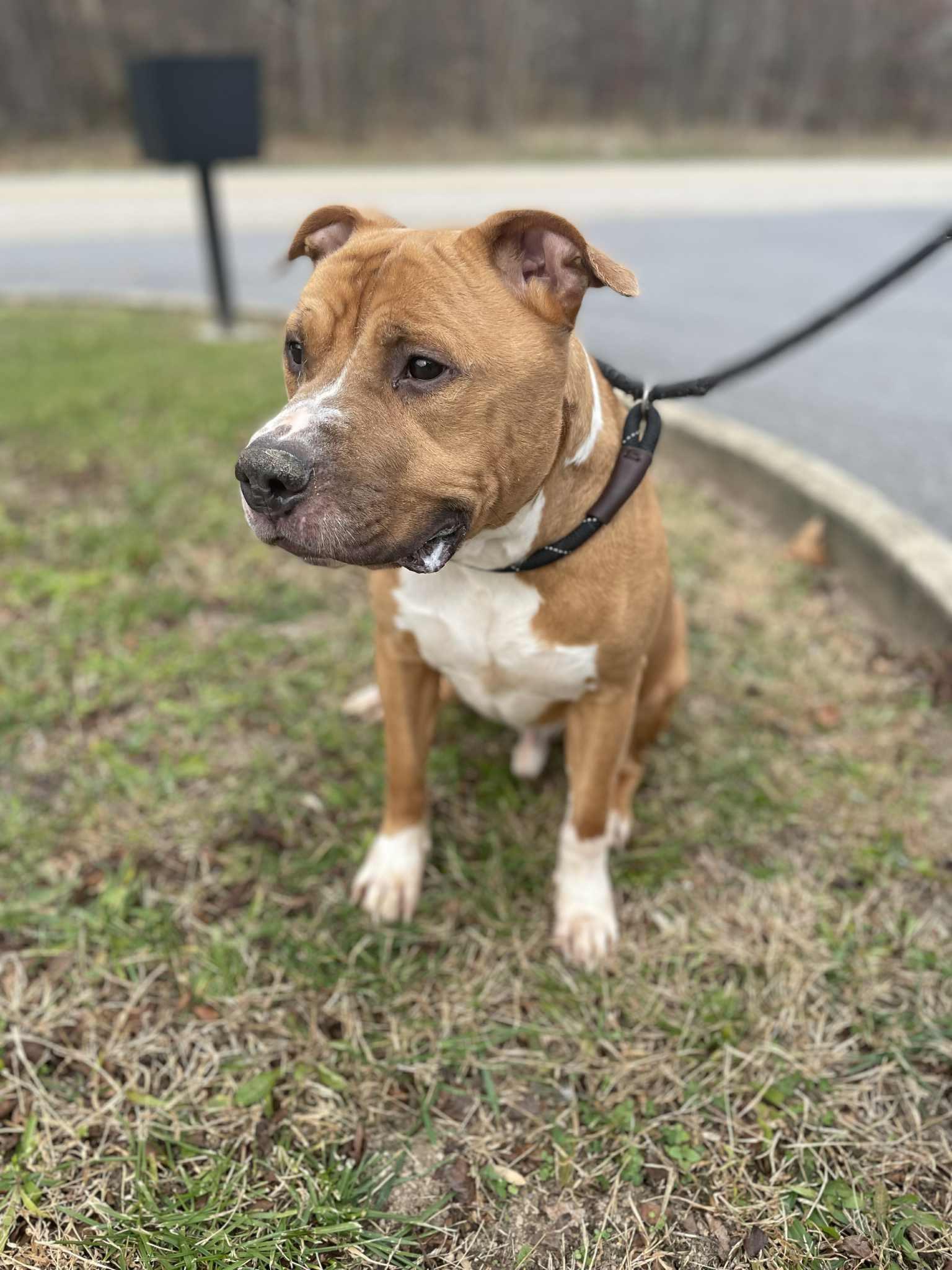 Rey, Adoptable, Adult Male Pit Bull Terrier.