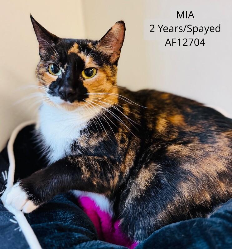 Enlarge Mia, a Adoptable Domestic Short Hair in Supply, NC image 1/2