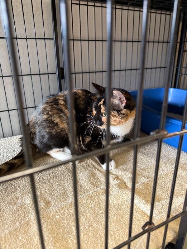 Enlarge Mia, a Adoptable Domestic Short Hair in Supply, NC image 2/2