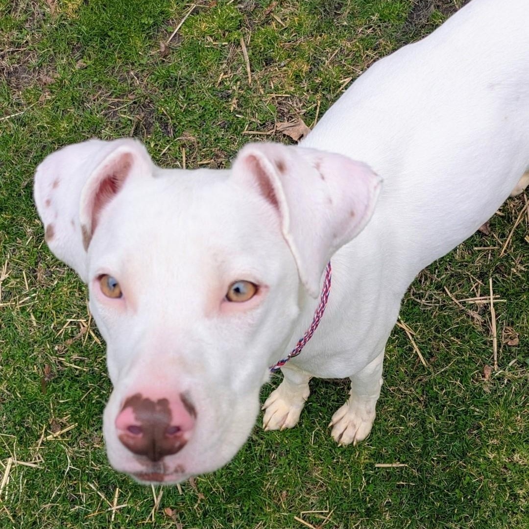 Enlarge Sandrine, a Adoptable Mixed Breed in Chicago, IL image 4/6