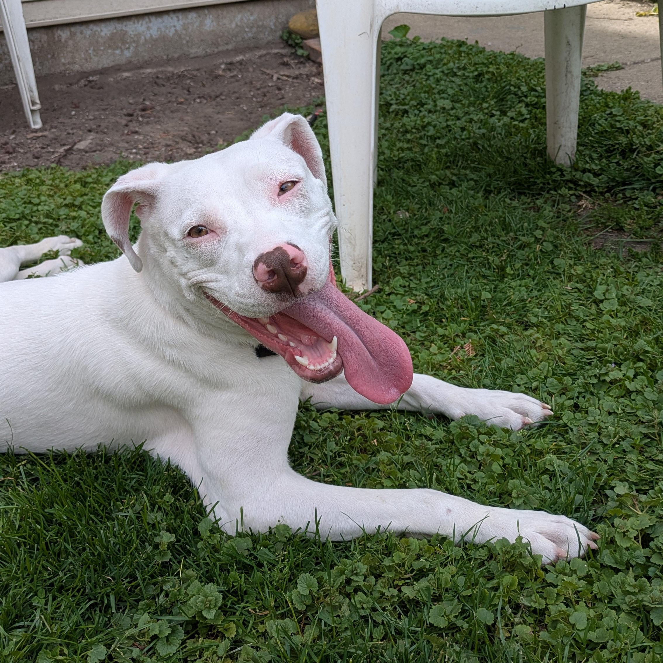 Enlarge Sandrine, a Adoptable Mixed Breed in Chicago, IL image 2/6