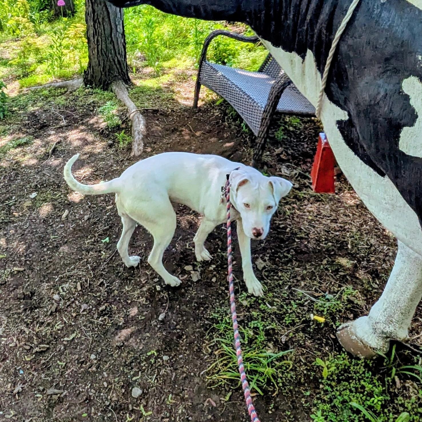 Enlarge Sandrine, a Adoptable Mixed Breed in Chicago, IL image 5/6