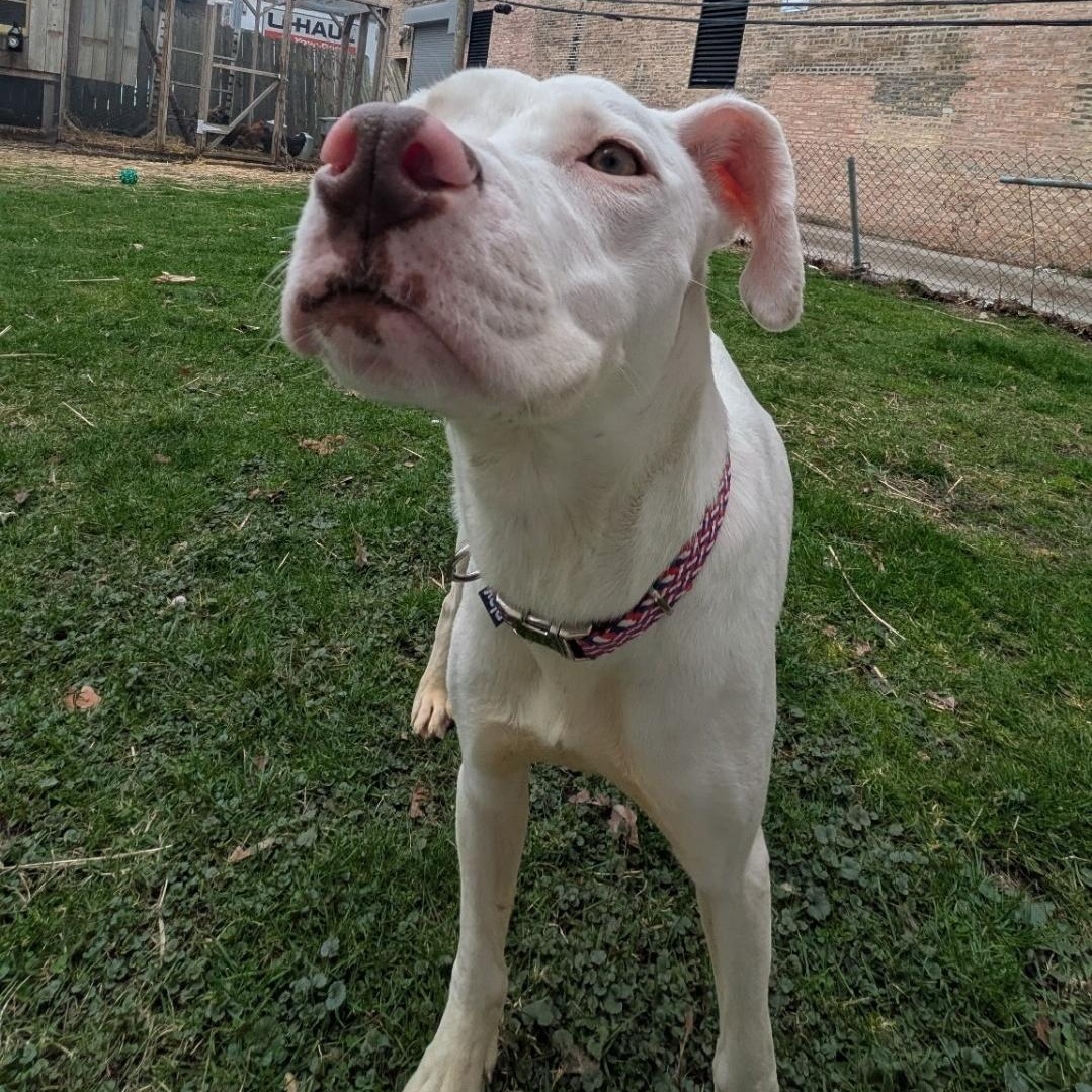 Enlarge Sandrine, a Adoptable Mixed Breed in Chicago, IL image 6/6