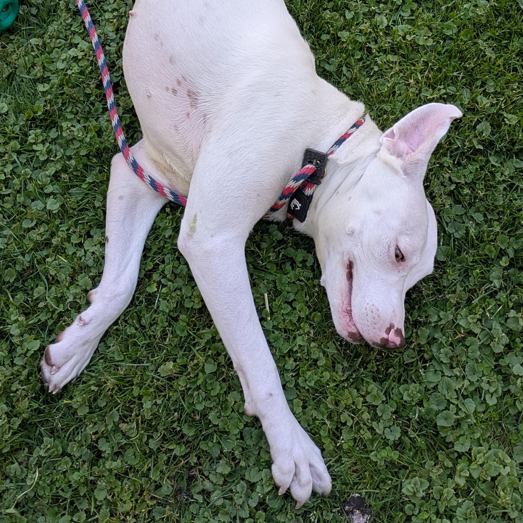Enlarge Sandrine, a Adoptable Mixed Breed in Chicago, IL image 3/6
