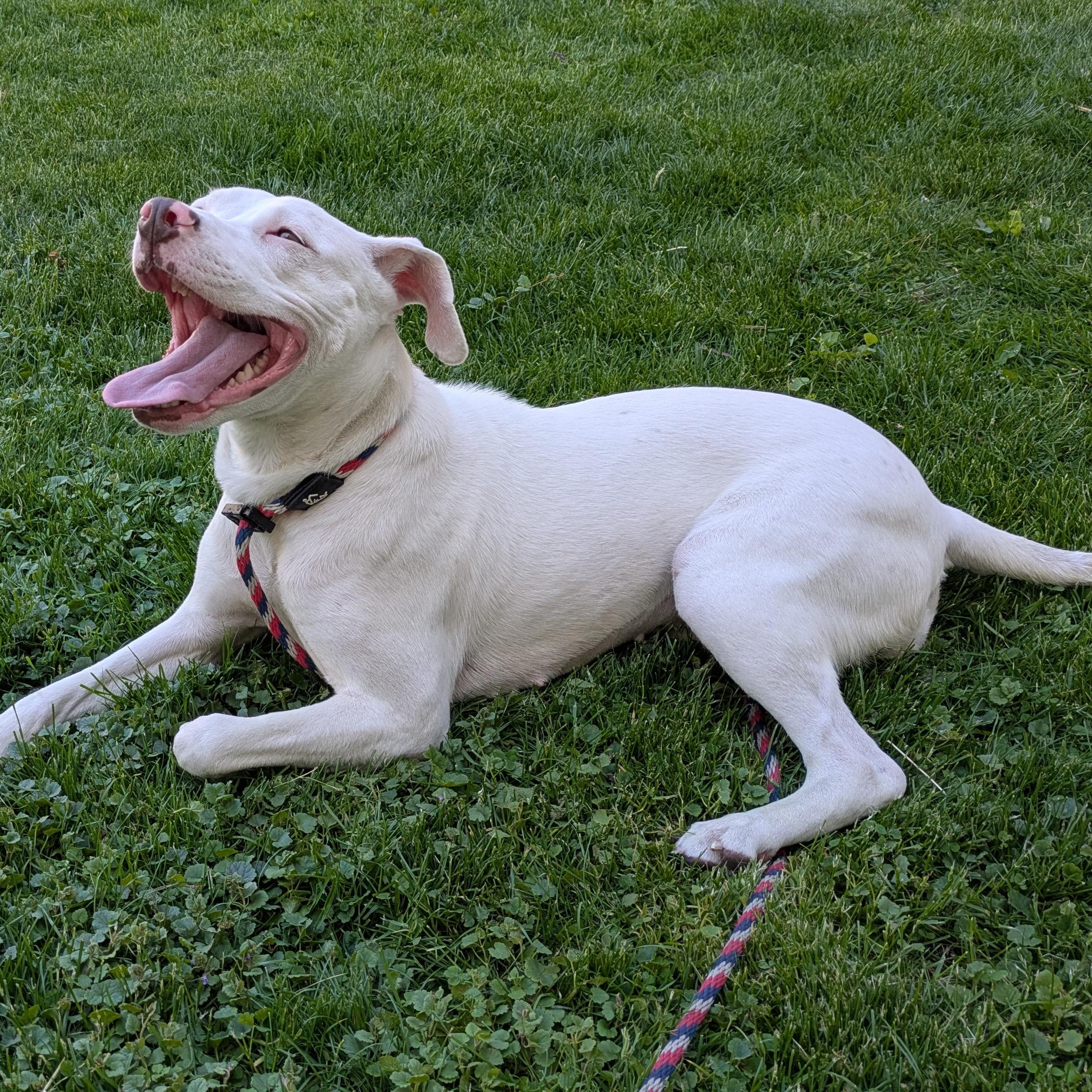 Sandrine, Adoptable, Adult Female Mixed Breed.
