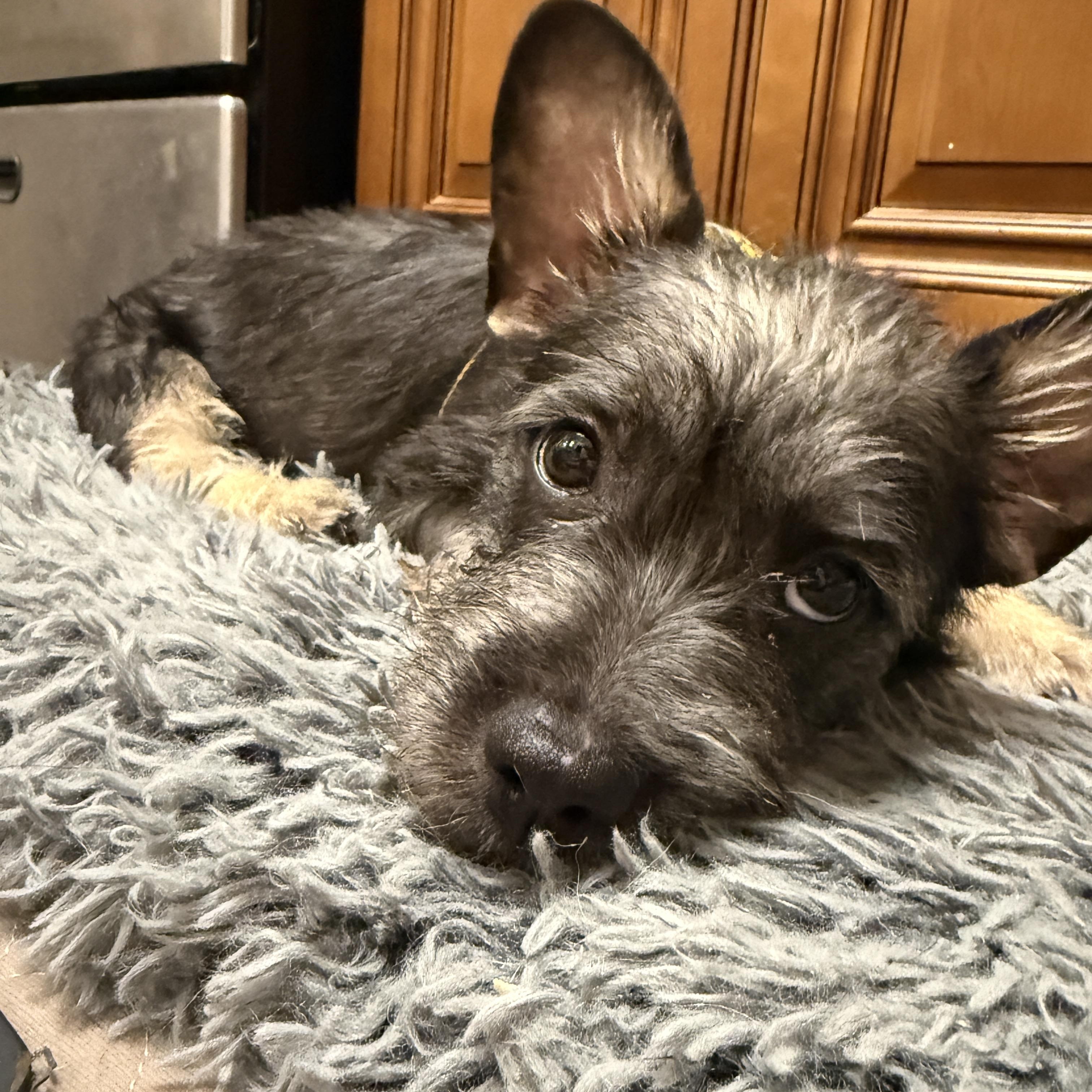 Enlarge Ziggy, a Adopted mixed breed in Los Angeles, CA image 2/6