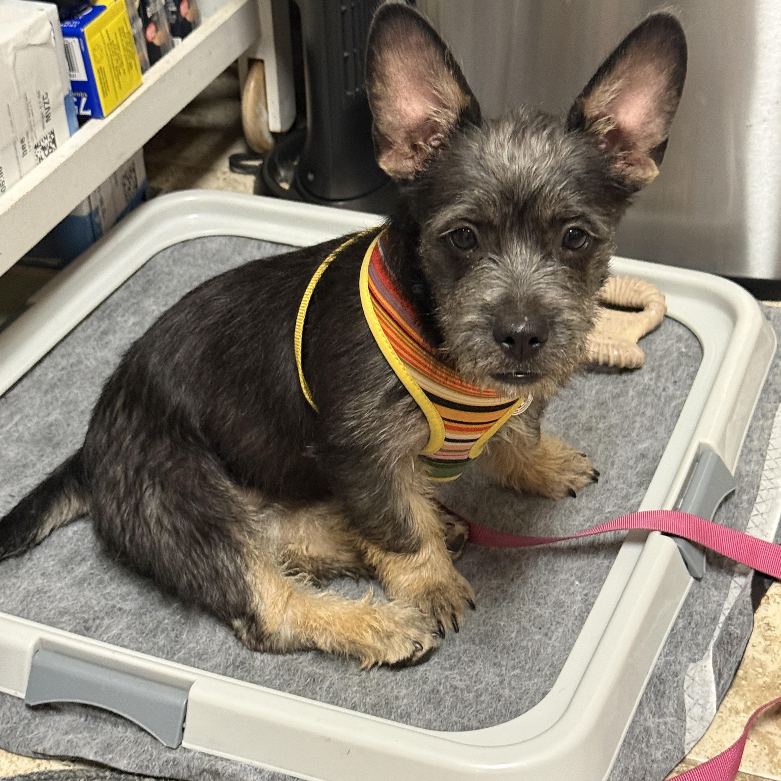 Enlarge Ziggy, a Adopted mixed breed in Los Angeles, CA image 6/6