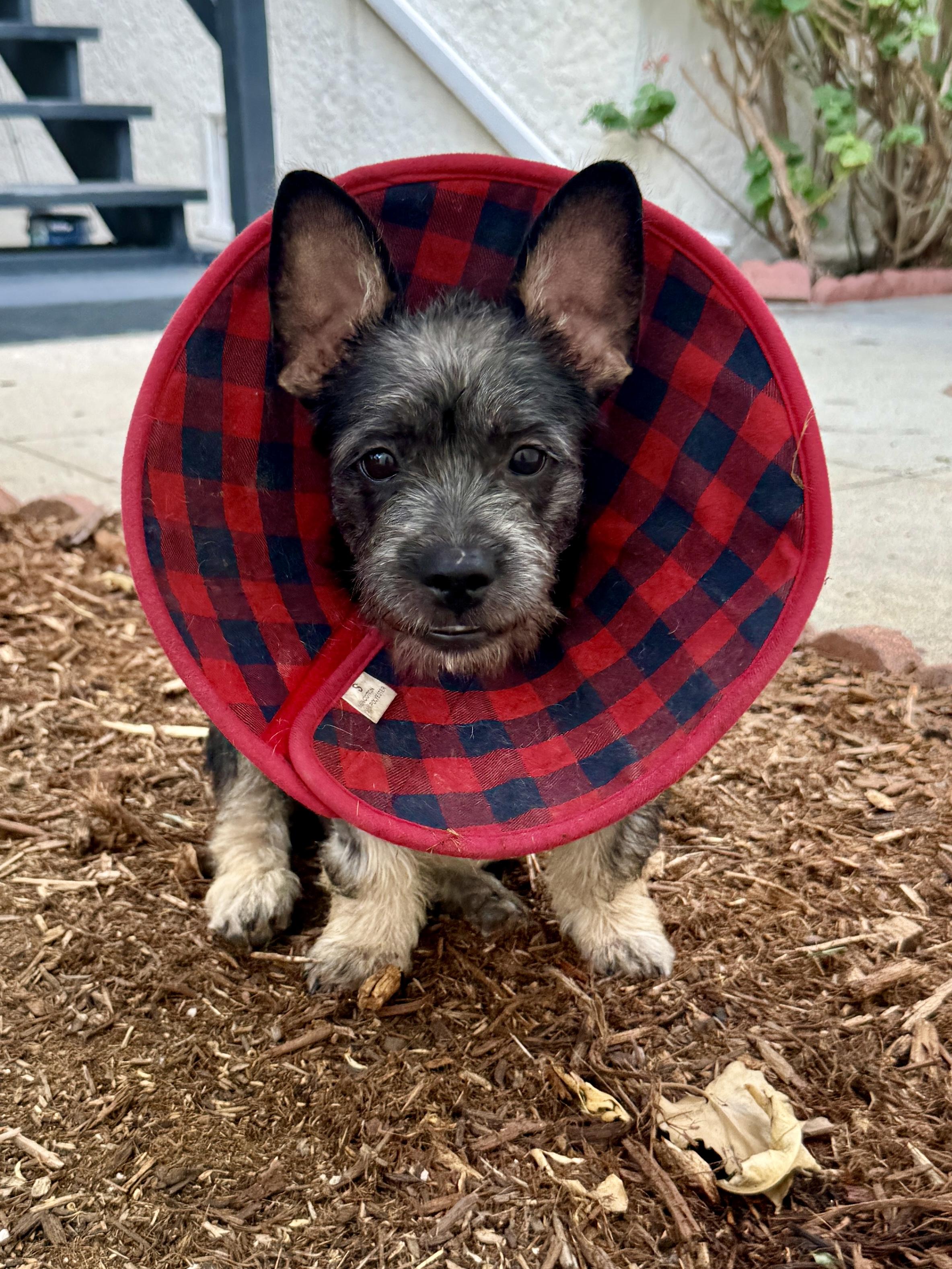 Enlarge Ziggy, a Adopted mixed breed in Los Angeles, CA image 4/6