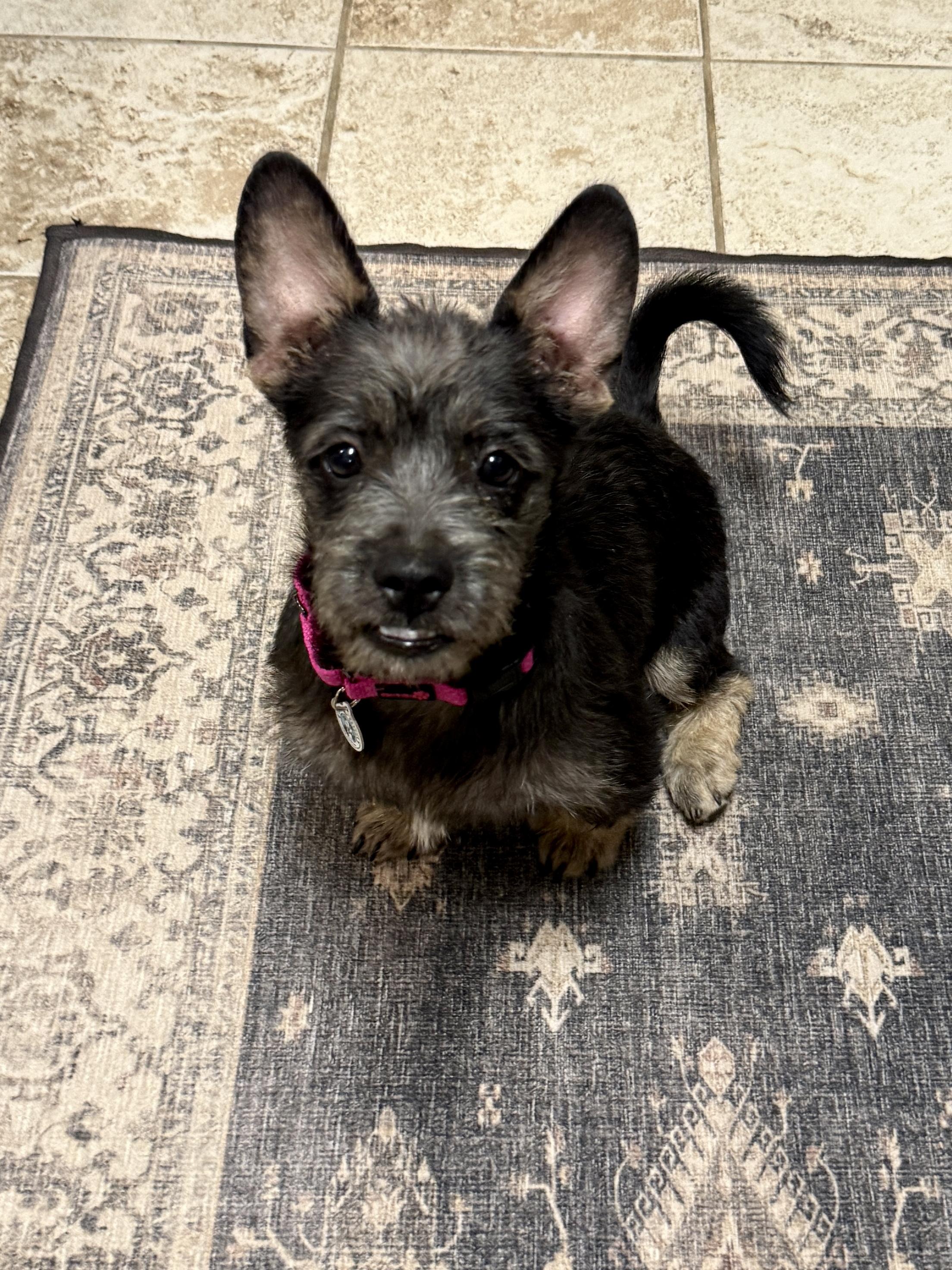 Enlarge Ziggy, a Adopted mixed breed in Los Angeles, CA image 5/6