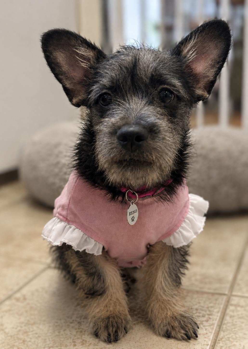Enlarge Ziggy, a Adopted mixed breed in Los Angeles, CA image 1/6