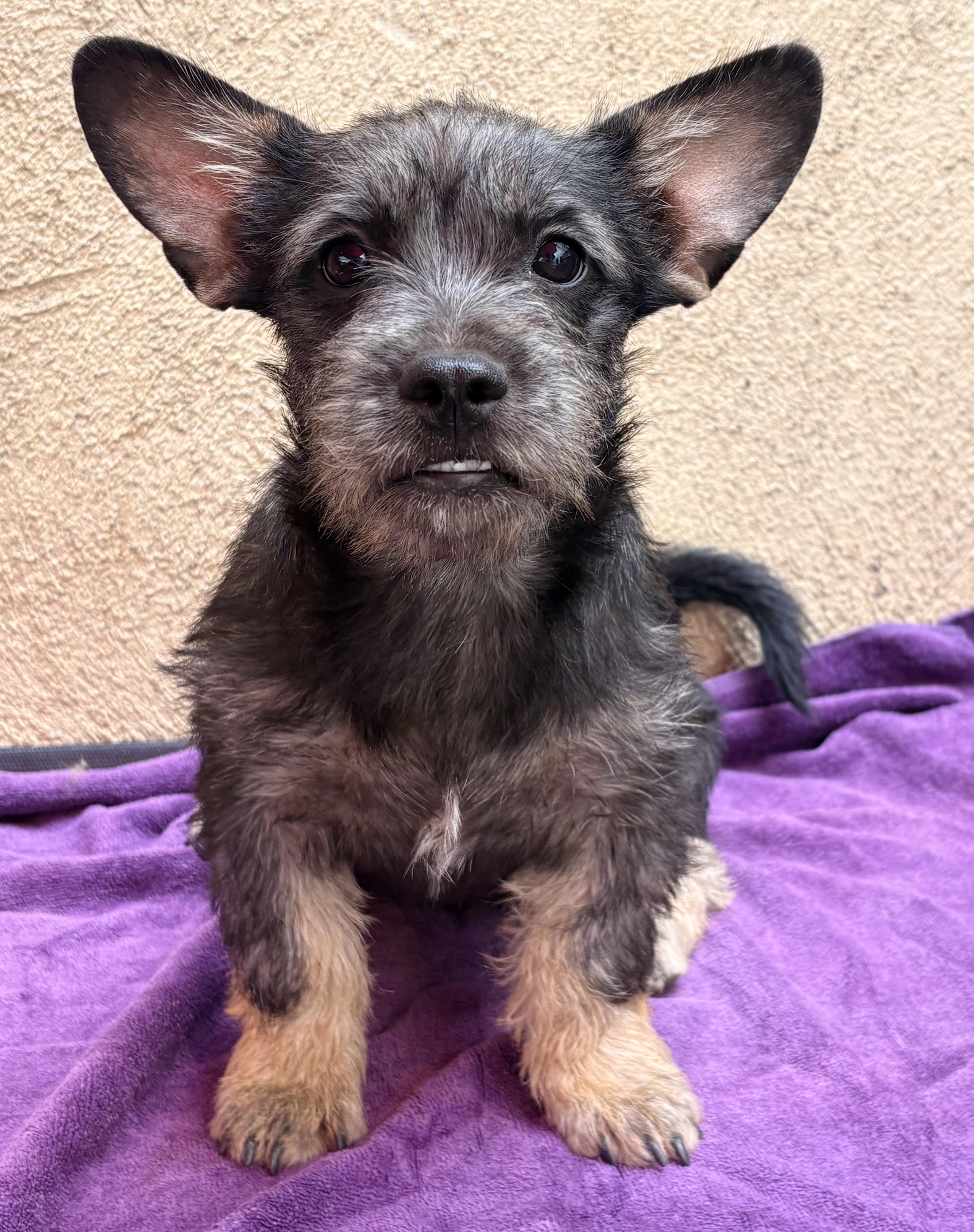Enlarge Ziggy, a Adopted mixed breed in Los Angeles, CA image 3/6