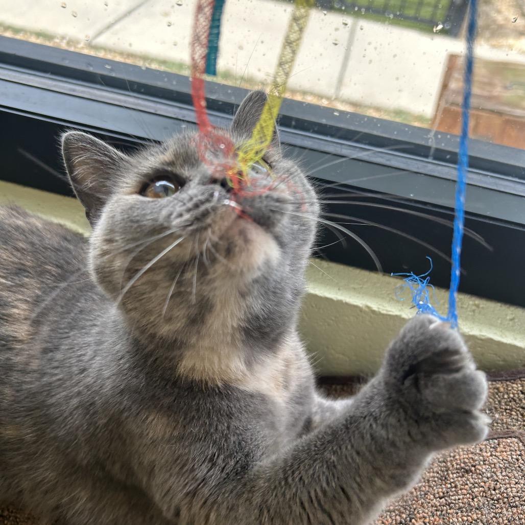Marnie, Adoptable, Young Female Domestic Short Hair.