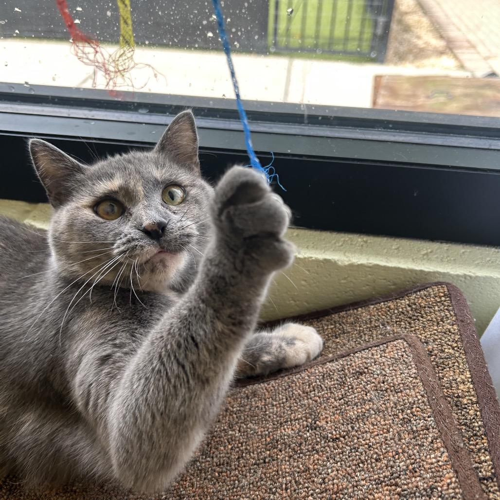 Marnie, a Adoptable Domestic Short Hair in Charlottesville, VA image 2/6