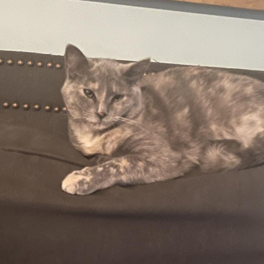 Marnie, a Adoptable Domestic Short Hair in Charlottesville, VA image 3/6