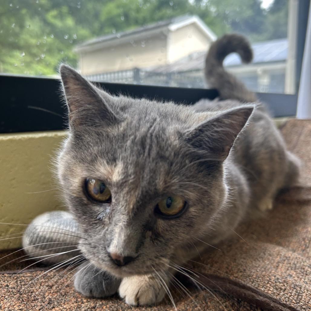 Enlarge Marnie, a Adoptable Domestic Short Hair in Charlottesville, VA image 3/6