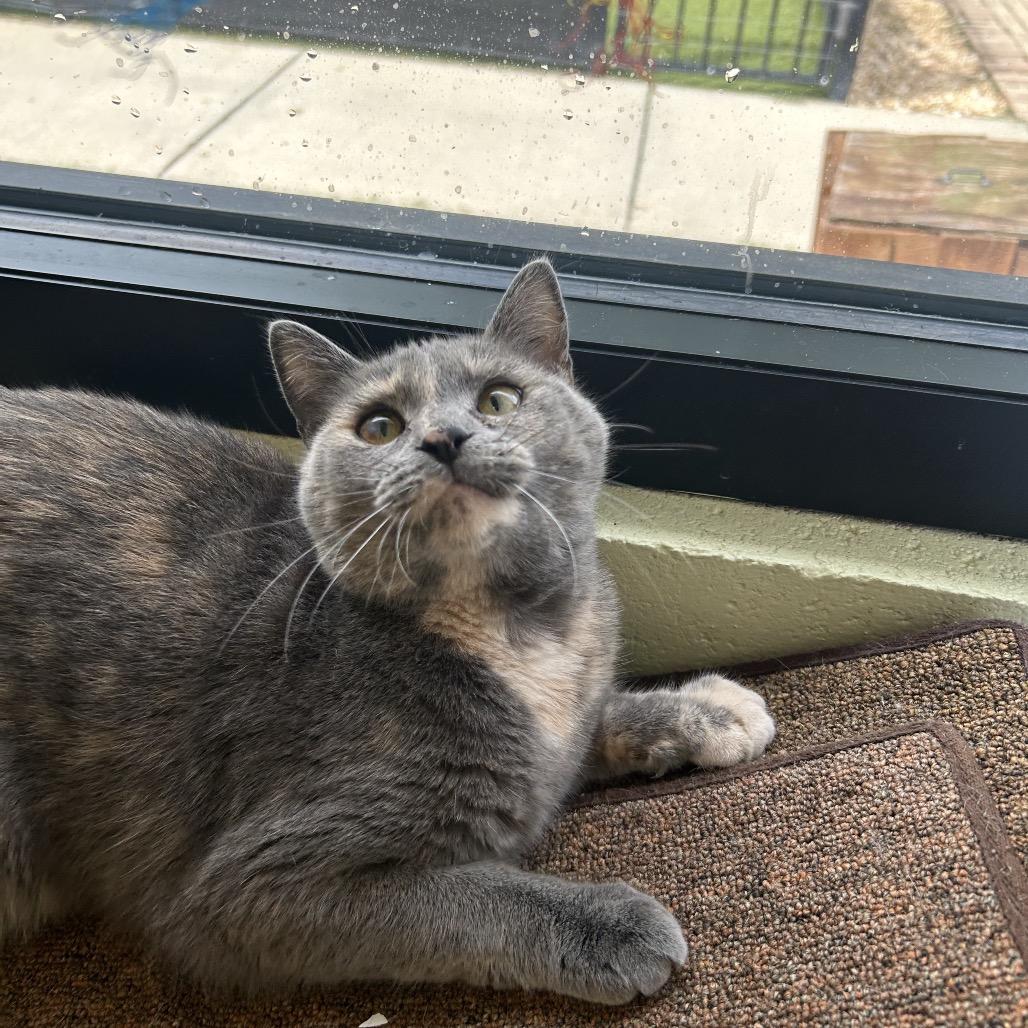 Enlarge Marnie, a Adoptable Domestic Short Hair in Charlottesville, VA image 4/6