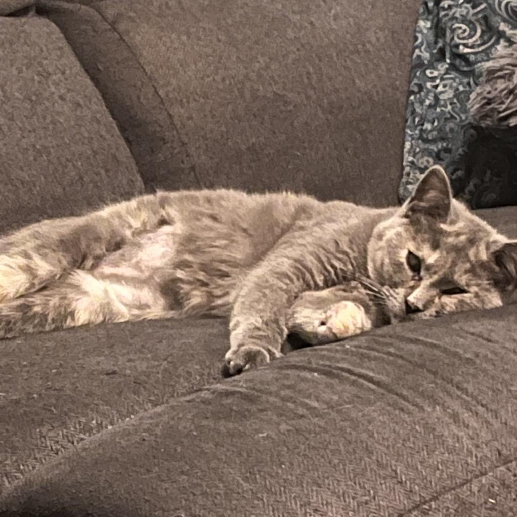 Marnie, a Adoptable Domestic Short Hair in Charlottesville, VA image 5/6